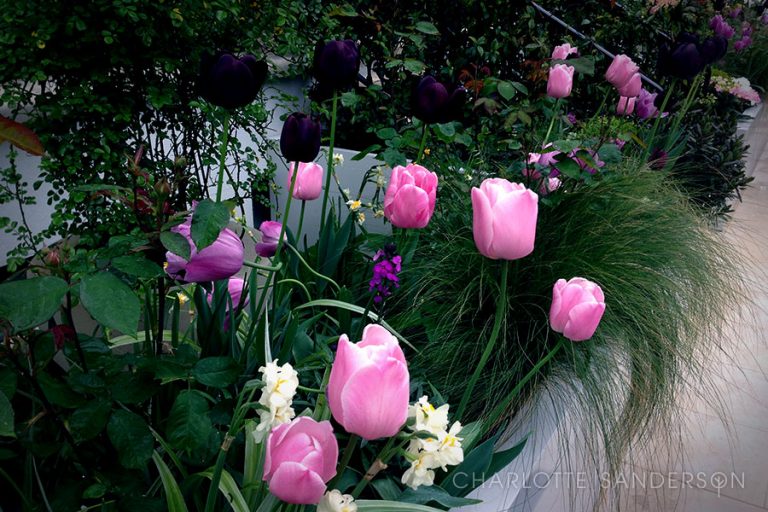 contact-charlotte-sanderson-garden-design